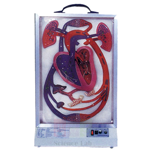 Human Cardiac Beat And Blood Circulation